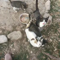 فروش گربه خانگی