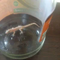 مارمولک خانگی مناسب تراریوم