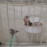 قناری|پرنده|مشهد, کارمندان دوم|دیوار