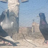 سه عدد مینا کاکل دونه 600ضمانت هم حضوری هم ارسال