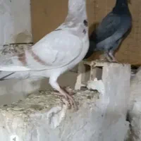 جوجه سار