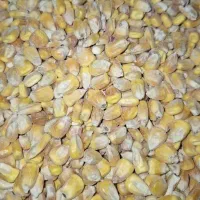 ذرت خشک دانه دانه درجه1مخصوص دام و طیور