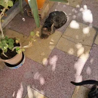 گربه