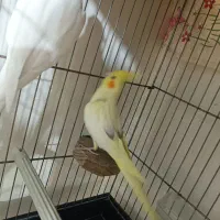 عروس هلندی نرو ماده