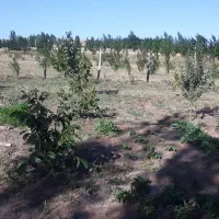 باغ|فروش زمین و ملک کلنگی|نمین, |دیوار