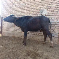 گاومیش آبسن