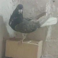 شهری ماده|پرنده|ارژن, |دیوار