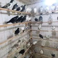 تکپر پرشی