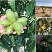 گردو پکان گرمسیری ، نهالستان ، نهال ، درخت در مشهد|گل و گیاه طبیعی|مشهد, خواجه ربیع|دیوار