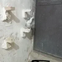 نر تبعیدی خطری زرند|پرنده|کرمان, |دیوار