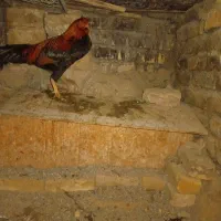 مرغ محلی|حیوانات مزرعه|تربت‌حیدریه, ترمینال|دیوار