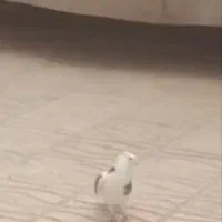 کفتر  یک کت کاکلی باخت رفته