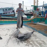 صید و عرضه مستقیم انواع ماهی و محصولات اقیانوس