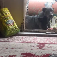 یک یک نگهبان سرابی و شش انگشت داره و رنگش مشکی