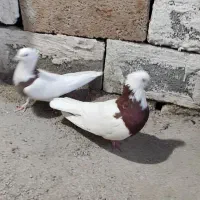 کفتر طوقی|پرنده|شیراز, شهرک فرهنگیان|دیوار