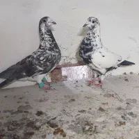 سوسکی  سیاه|پرنده|بجنورد, |دیوار