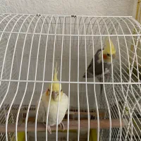 پرنده عروس سخنگو باقفس