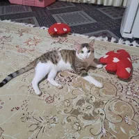 واگذاری رایگان