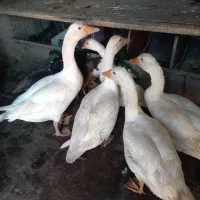 غاز|حیوانات مزرعه|رشت, حومه رشت|دیوار