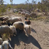 50راس میش ابس جوان قیمت دونه 15ملیون|حیوانات مزرعه|یزدان شهر, |دیوار