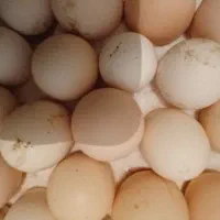 تخم مرغ محلی نطفه دار