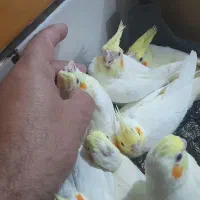 عروس هلندی جوجه۷