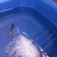 ماهی زینتی با قیمت باور نکردنی