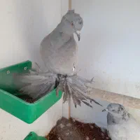 فروش چند جفت کبوتر زینتی