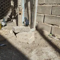 پرندگان|پرنده|جنت, |دیوار