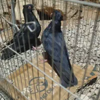 یجفت زاغ