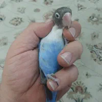 کوتوله برزیلی آبی نر ۸ ماهه|پرنده|اصفهان, صدف|دیوار