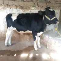 گوساله نر ۹ ماهه هلشتاین درجه یک گاو