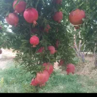 انار تنگ سیاب