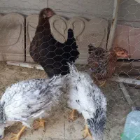 مرغ خودمونی