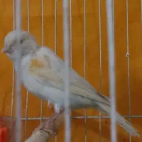قناری ماده اماده اماده