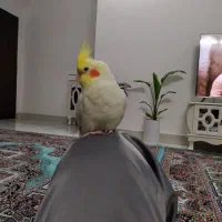 عروس هلندی نر سخنگو