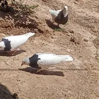4عدد طوقی با یک عدد جوجه بدون خال و مریضی
