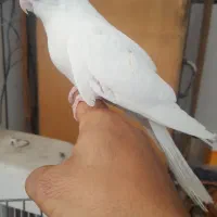 جوجه عروس|پرنده|دزفول, |دیوار