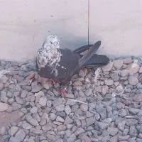 کفترکله برنجی