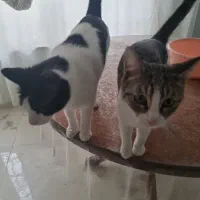 واگذاری دوتا گربه بالغ ماده