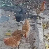 ۵ تا مرغ تخم گذار محلی|حیوانات مزرعه|ویسیان, |دیوار