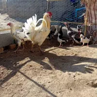 مرغ گلین وجوجه گلین نیمچه|حیوانات مزرعه|انبارآلوم, |دیوار