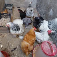 مرغ وخروس برهما کوشین عثمانی مرندی