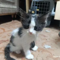 واگذاری گربه پرشین|گربه|بندر ماهشهر, |دیوار