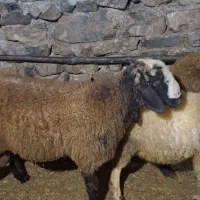 بره قوچ شال
