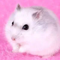 همستر نژاد کمپل کوچکترین سایز / مینیاتوری|موش و خرگوش|قم, پردیسان|دیوار