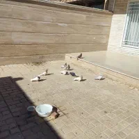 حراج کفتر رنگی|پرنده|آباده, |دیوار