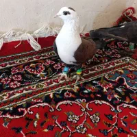 کبوتر مشهدی . لچگی .دوکت .طوقی|پرنده|کرمانشاه, |دیوار