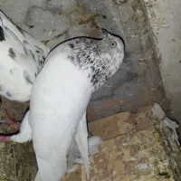 شیخ|پرنده|امیدیه, |دیوار