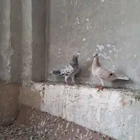 هفرنگ خطی|پرنده|تهران, جوادیه|دیوار